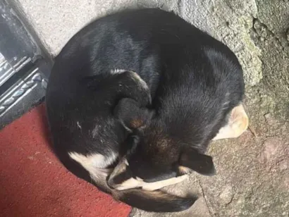 Cachorro raça SRD-ViraLata idade 2 a 6 meses nome Shaquira 