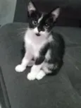 Gato raça SRD-ViraLata idade 2 a 6 meses nome Ainda não possuo um nome