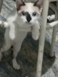 Gato raça SRD-ViraLata idade 2 a 6 meses nome Ainda não possuo um nome