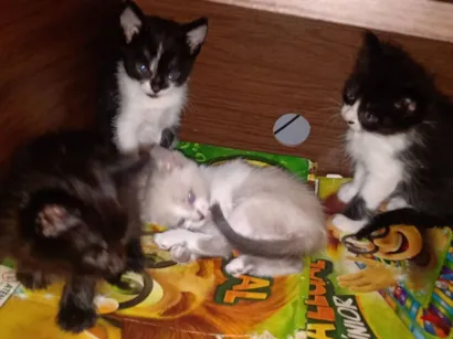 Gato raça SRD-ViraLata idade 2 a 6 meses nome Ainda não possuo um nome