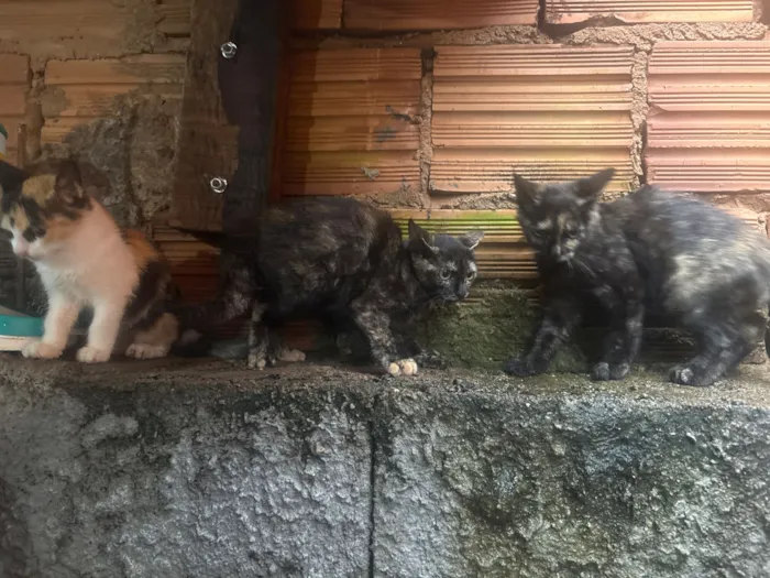 Gato raça SRD-ViraLata idade 2 a 6 meses nome William Rocha