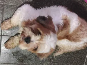 Cachorro raça Shitzu idade 2 anos nome Bob