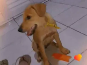 Cachorro raça SRD-ViraLata idade 2 anos nome Mel