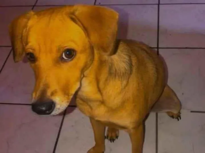 Cachorro raça SRD-ViraLata idade 2 anos nome Mel