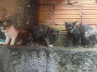 Gato raça SRD-ViraLata idade 2 a 6 meses nome William Rocha