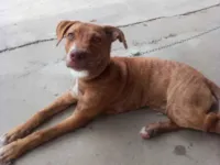 Cachorro raça Pit-Bull idade 2 a 6 meses nome Latifah 