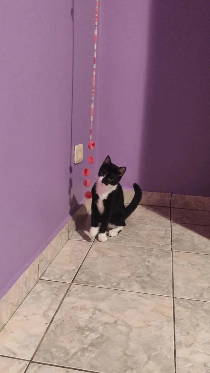 Gato raça SRD-ViraLata idade 2 a 6 meses nome Cristal