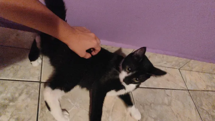 Gato raça SRD-ViraLata idade 2 a 6 meses nome Cristal