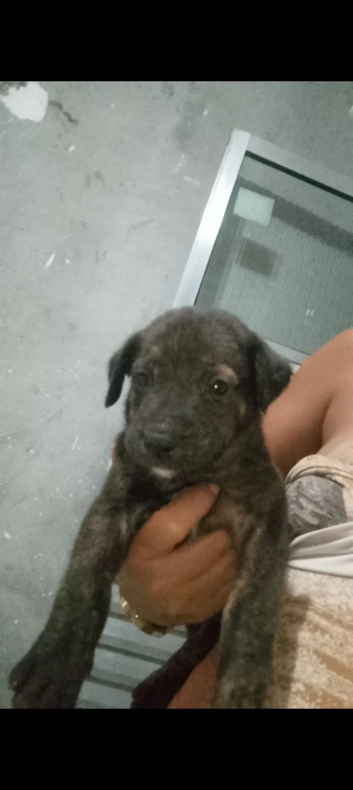 Dois machos que abandonaram aqui na porta