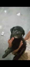 Cachorro raça SRD-ViraLata idade Abaixo de 2 meses nome Dois machos que abandonaram aqui na porta