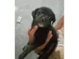 Cachorro raça SRD-ViraLata idade Abaixo de 2 meses nome Dois machos que abandonaram aqui na porta