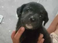 Dois machos que abandonaram aqui na porta