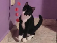 Gato raça SRD-ViraLata idade 2 a 6 meses nome Cristal