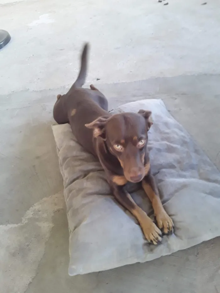 Cachorro raça SRD-ViraLata idade 6 ou mais anos nome Mel