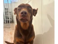 Cachorro raça SRD-ViraLata idade 6 ou mais anos nome Mel