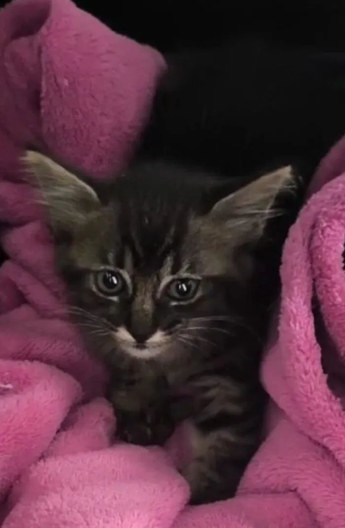 Gato raça SRD-ViraLata idade Abaixo de 2 meses nome Rajada (Sem Nome)