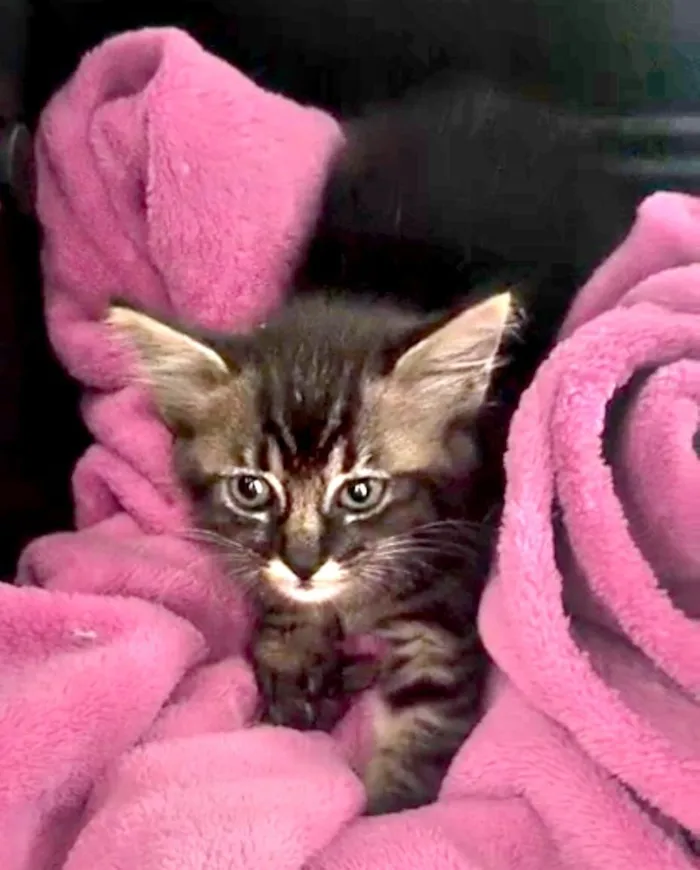 Gato raça SRD-ViraLata idade Abaixo de 2 meses nome Rajada (Sem Nome)