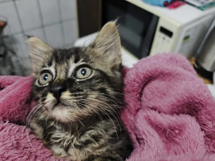 Gato raça SRD-ViraLata idade Abaixo de 2 meses nome Rajada (Sem Nome)