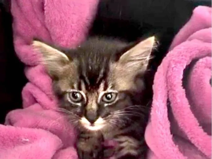 Gato raça SRD-ViraLata idade Abaixo de 2 meses nome Rajada (Sem Nome)