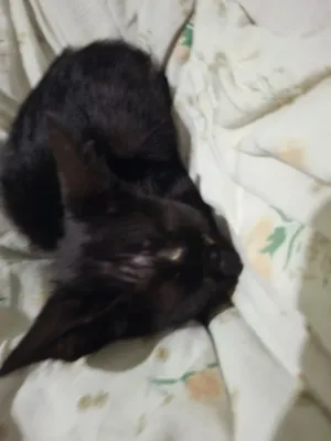 Gato raça SRD-ViraLata idade Abaixo de 2 meses nome Ela nao tem nome