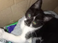 Gato raça Siamês idade 2 a 6 meses nome Sem nome