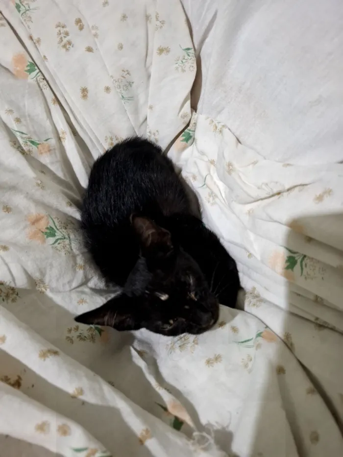 Gato raça SRD-ViraLata idade Abaixo de 2 meses nome Ela nao tem nome