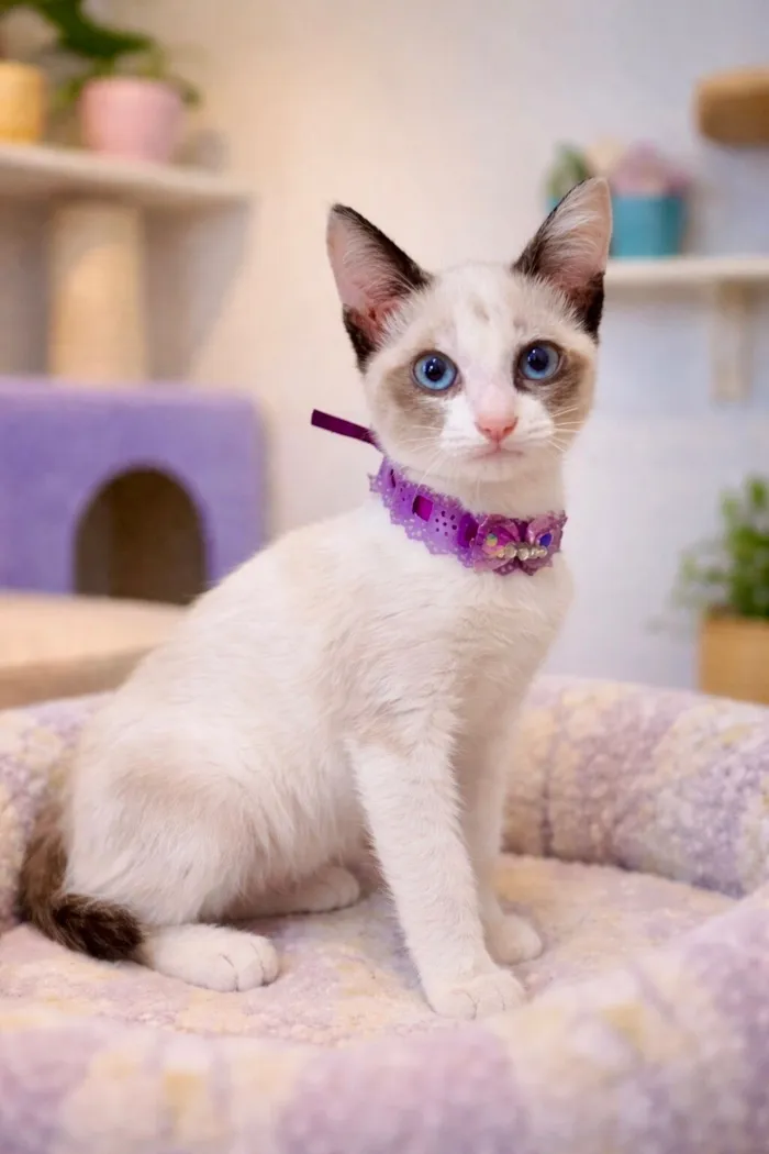 Gato raça SRD-ViraLata idade 2 a 6 meses nome Fofuras felinas 