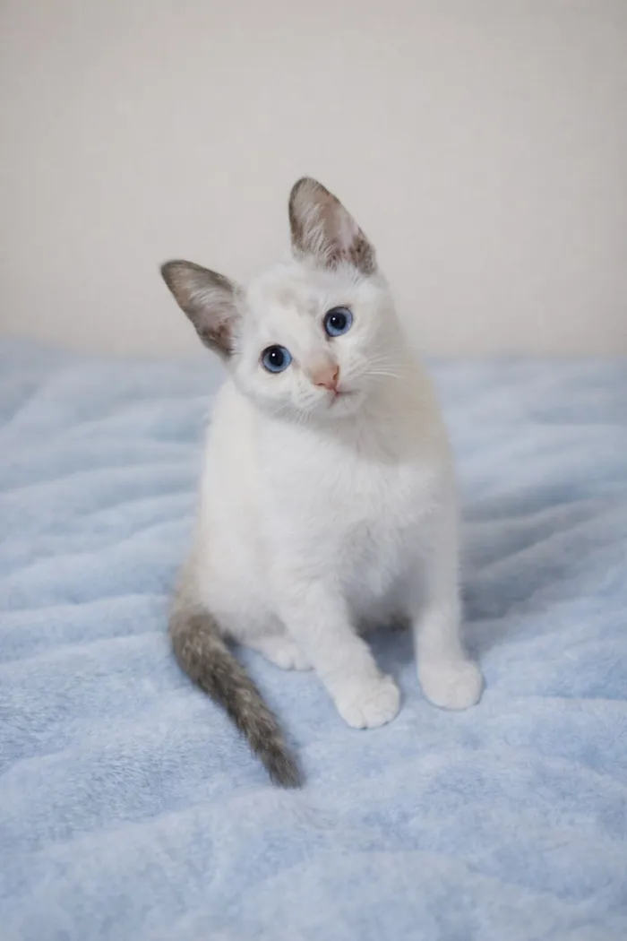 Gato raça SRD-ViraLata idade 2 a 6 meses nome Fofuras felinas 