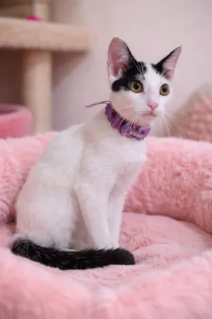 Gato raça SRD-ViraLata idade 2 a 6 meses nome Fofuras felinas 