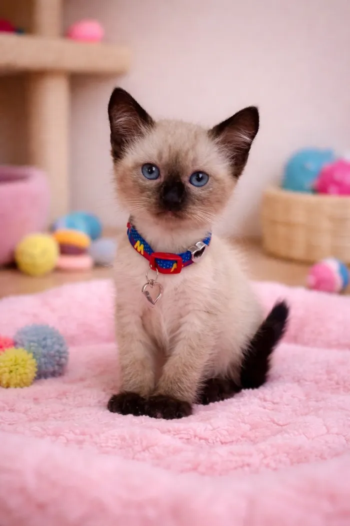 Gato raça SRD-ViraLata idade 2 a 6 meses nome Fofuras felinas 