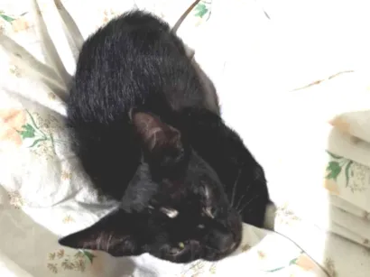 Gato raça SRD-ViraLata idade Abaixo de 2 meses nome Ela nao tem nome