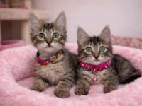 Gato raça SRD-ViraLata idade 2 a 6 meses nome Fofuras felinas 