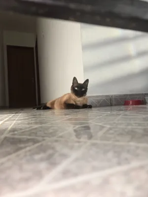 Gato raça SRD-ViraLata idade 6 ou mais anos nome Juninho 