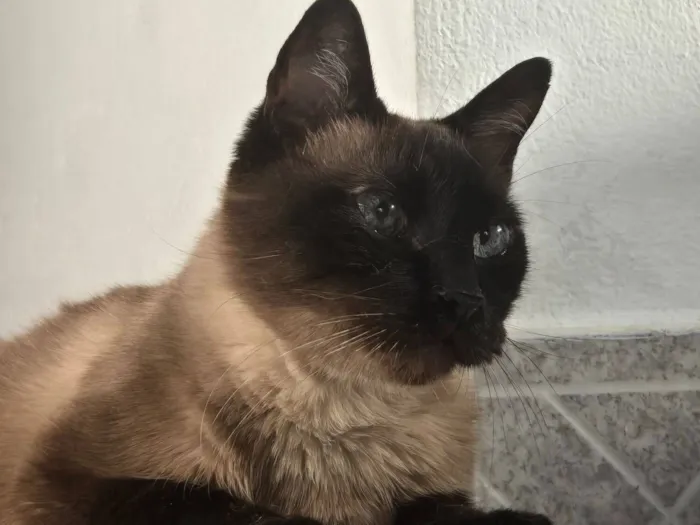 Gato raça SRD-ViraLata idade 6 ou mais anos nome Juninho 
