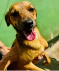 Cachorro raça SRD-ViraLata idade 3 anos nome Dolly 