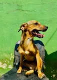 Cachorro raça SRD-ViraLata idade 3 anos nome Dolly 