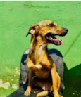 Cachorro raça SRD-ViraLata idade 3 anos nome Dolly 