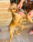 Cachorro raça SRD-ViraLata idade 3 anos nome Dolly 