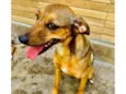 Cachorro raça SRD-ViraLata idade 3 anos nome Dolly 