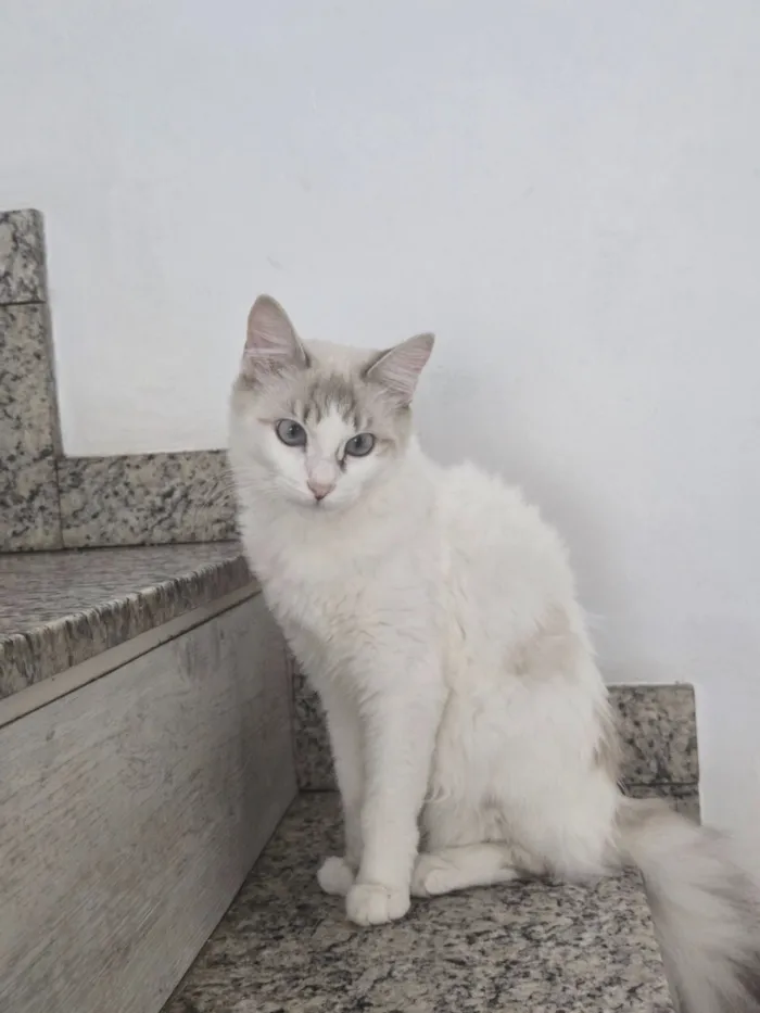 Gato raça SRD-ViraLata idade 2 anos nome Alaska