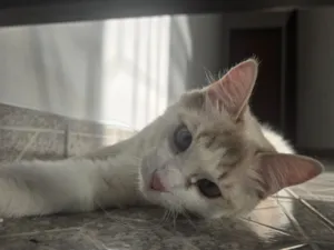 Gato raça SRD-ViraLata idade 2 anos nome Alaska