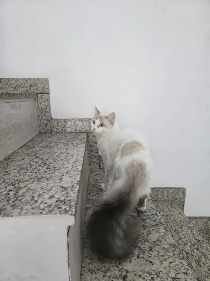 Gato raça SRD-ViraLata idade 2 anos nome Alaska