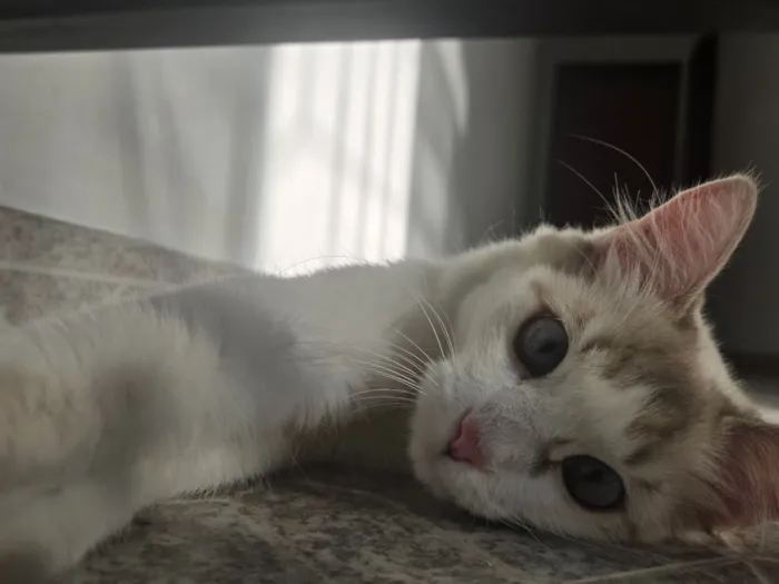 Gato raça SRD-ViraLata idade 2 anos nome Alaska