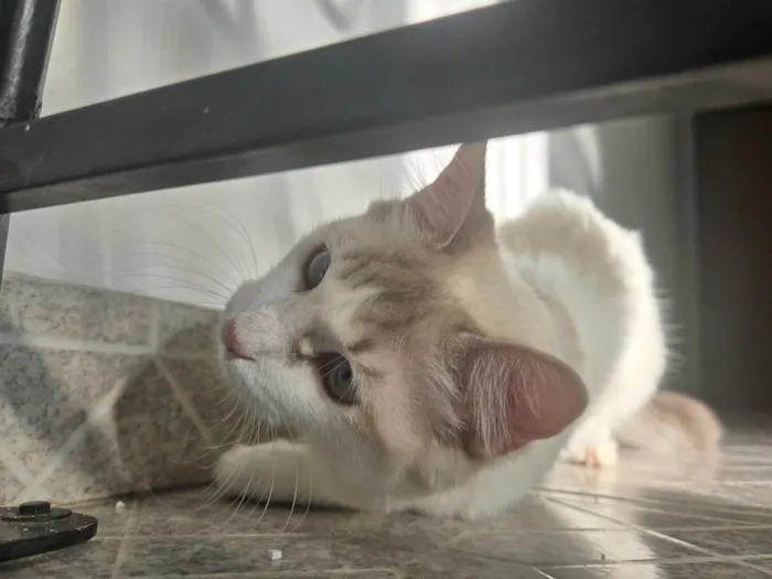 Gato raça SRD-ViraLata idade 2 anos nome Alaska