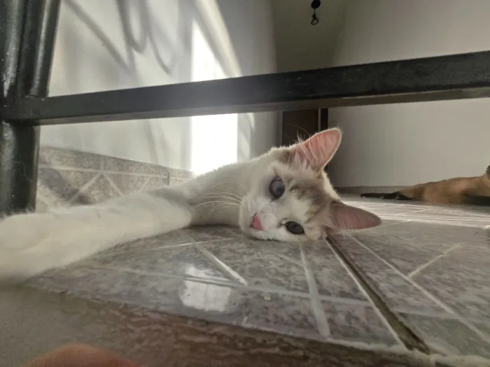 Gato raça SRD-ViraLata idade 2 anos nome Alaska