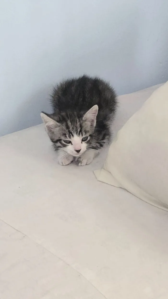 Gato raça SRD-ViraLata idade 2 a 6 meses nome Sem nome 