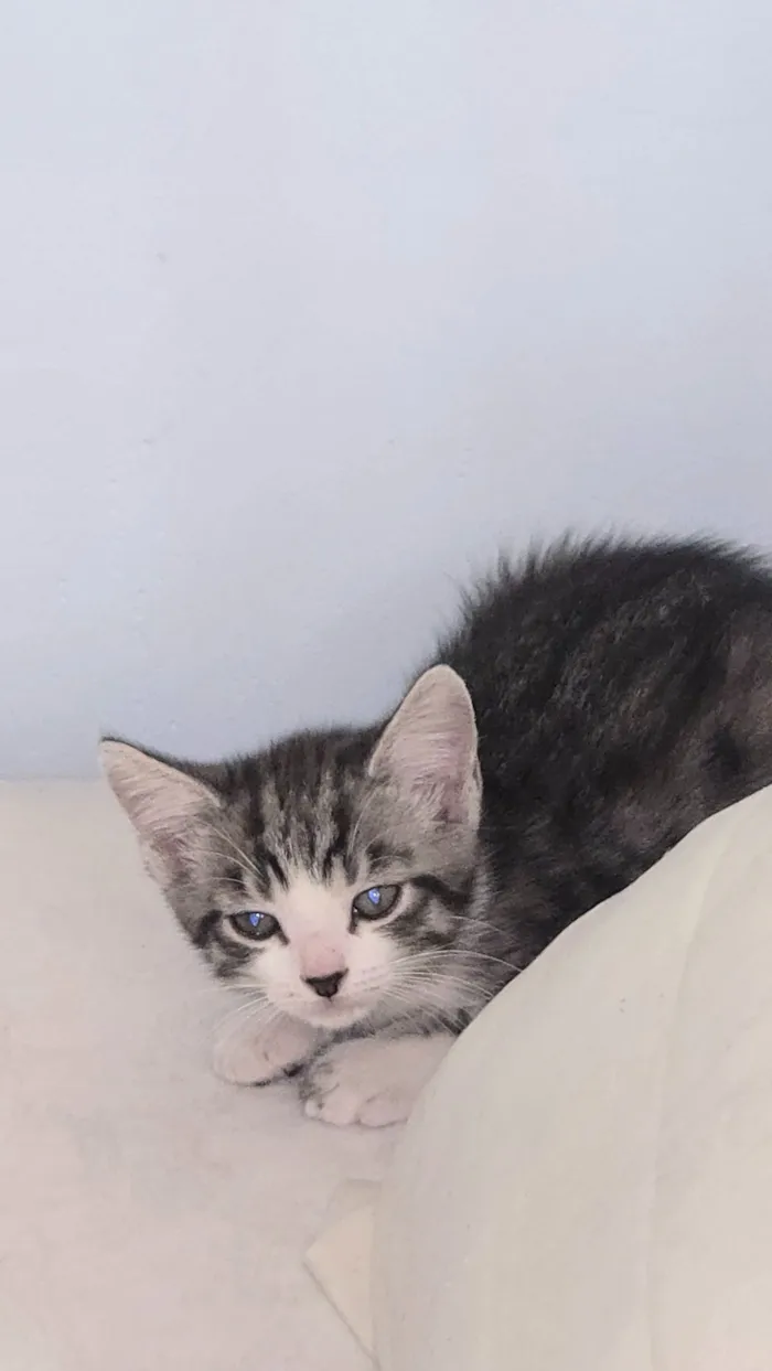 Gato raça SRD-ViraLata idade 2 a 6 meses nome Sem nome 