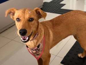 Cachorro raça SRD-ViraLata idade 2 anos nome Não sei o nome 