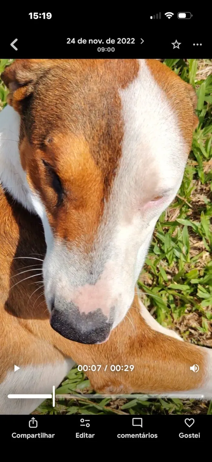 Cachorro raça SRD-ViraLata idade 4 anos nome Dara e Pirata