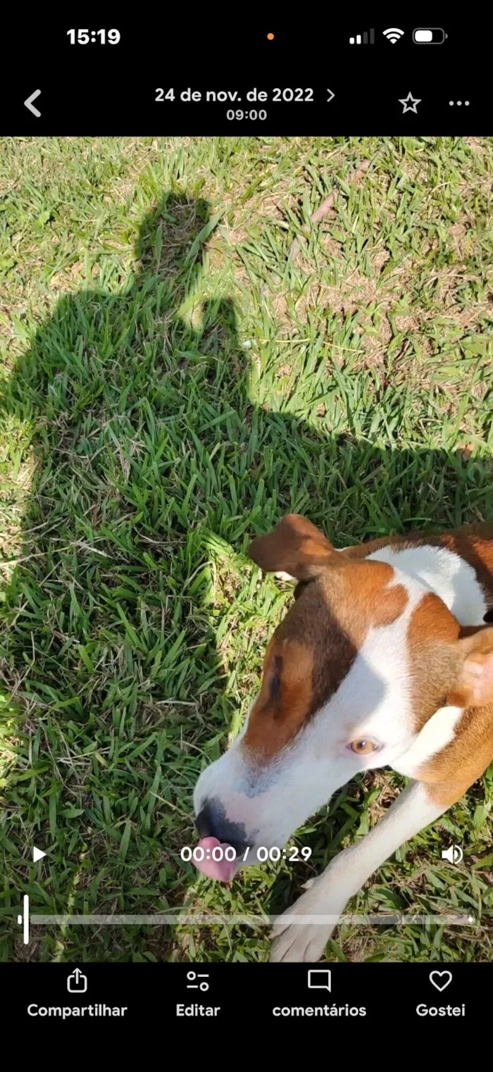 Cachorro raça SRD-ViraLata idade 4 anos nome Dara e Pirata